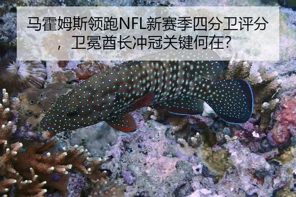 马霍姆斯领跑NFL新赛季四分卫评分，卫冕酋长冲冠关键何在？